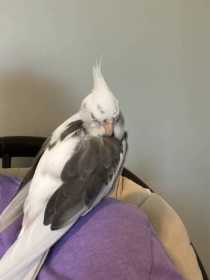 Lost Cockatiel