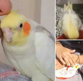 Lost Cockatiel
