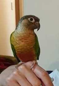 Lost Conure