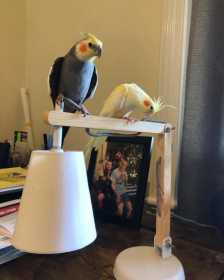 Lost Cockatiel