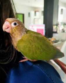 Lost Conure