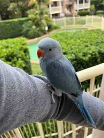 Lost Indian Ringneck Parakeet