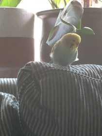 Lost Budgerigar