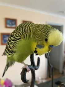 Lost Budgerigar