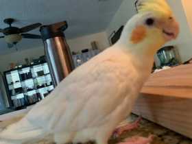 Lost Cockatiel