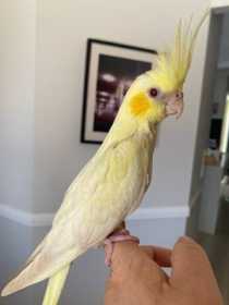 Lost Cockatiel