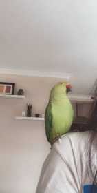 Lost Indian Ringneck Parakeet