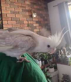 Lost Cockatiel