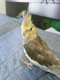 Lost Cockatiel