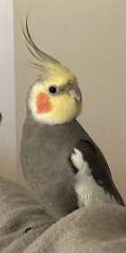 Lost Cockatiel