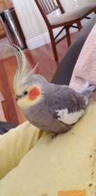 Lost Cockatiel