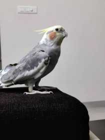 Lost Cockatiel