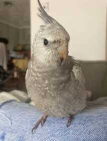 Lost Cockatiel