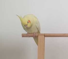 Lost Cockatiel