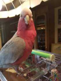 Lost Galah Cockatoo