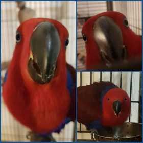 Lost Eclectus