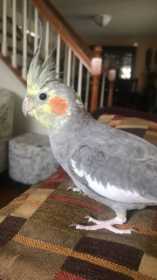 Lost Cockatiel