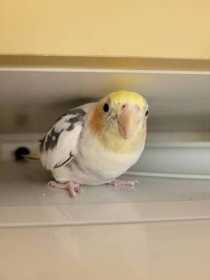 Lost Cockatiel