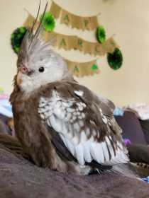 Lost Cockatiel