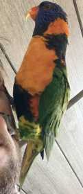 Lost Lory / Lorikeet