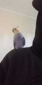 Lost Cockatiel