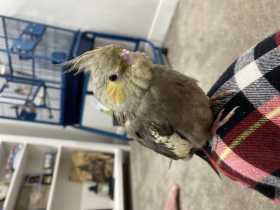 Lost Cockatiel