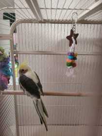 Lost Cockatiel