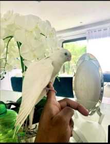 Lost Cockatiel