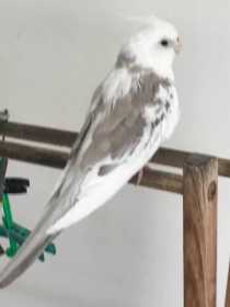 Lost Cockatiel