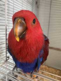 Lost Eclectus