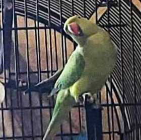 Lost Indian Ringneck Parakeet