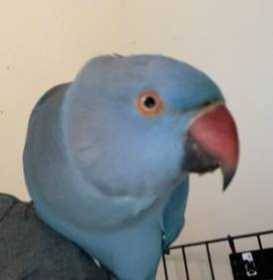 Lost Indian Ringneck Parakeet