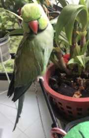 Lost Indian Ringneck Parakeet