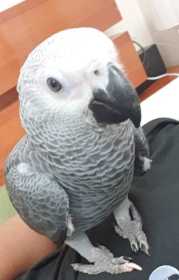 Lost African Grey