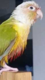 Lost Conure