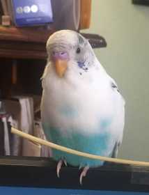 Lost Budgerigar
