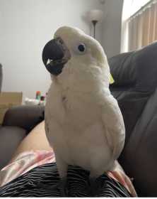 Lost Cockatoo