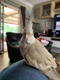 Lost Cockatiel