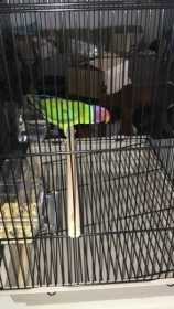 Lost Plum-Headed Parakeet