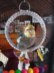 Lost Cockatiel