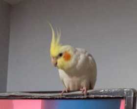 Lost Cockatiel