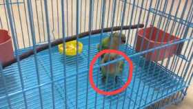 Lost Lovebird