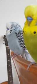 Lost Budgerigar