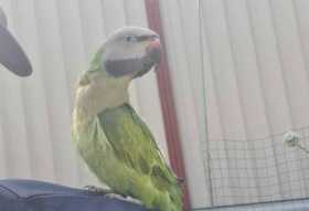 Lost Mustached / Moustached Parakeet