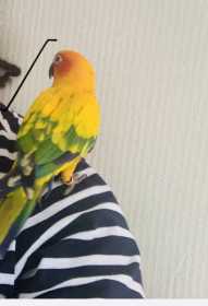 Lost Conure