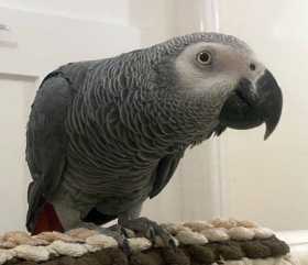 Lost African Grey