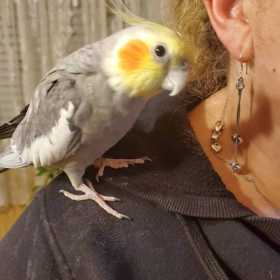 Lost Cockatiel