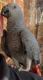 Lost African Grey