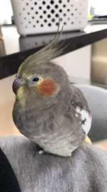 Lost Cockatiel