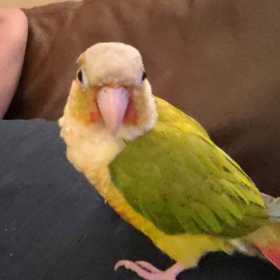 Lost Conure